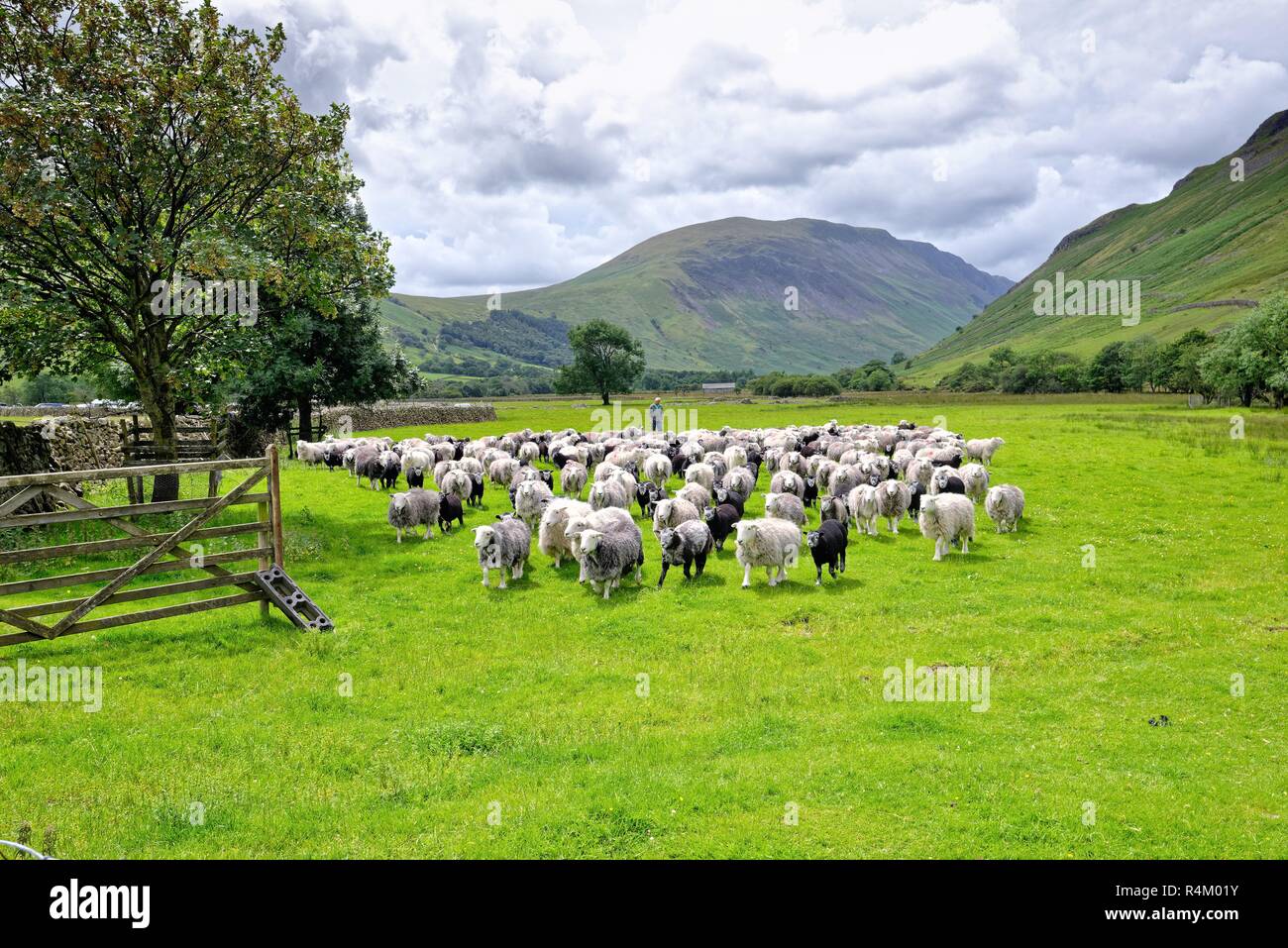 Encuentro campesino rebaño de ovejas Herdwick con la ayuda de su cabeza Wasdale ovejero, el Parque Nacional del Distrito de los lagos de Cumbria Inglaterra Foto de stock