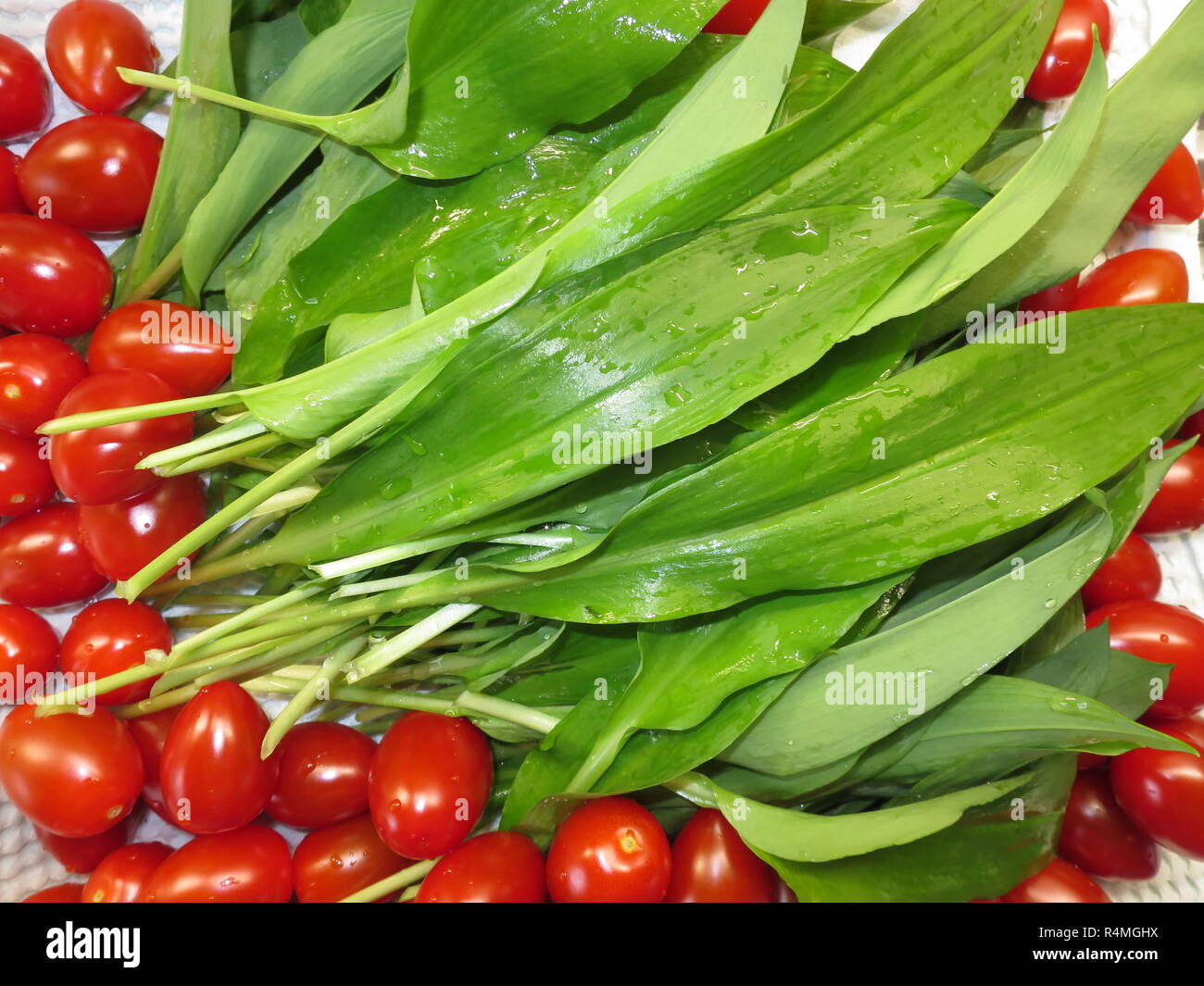 Recién lavada ajo silvestre (Allium ursinum) y tomates uva Foto de stock