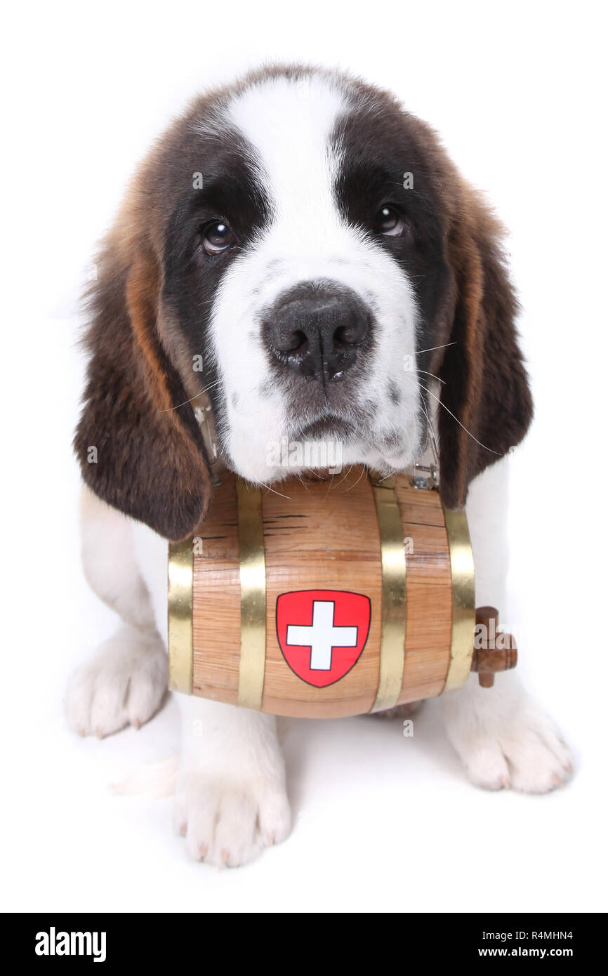 Un cachorro de San Bernardo con barril de rescate alrededor del cuello  Fotografía de stock - Alamy