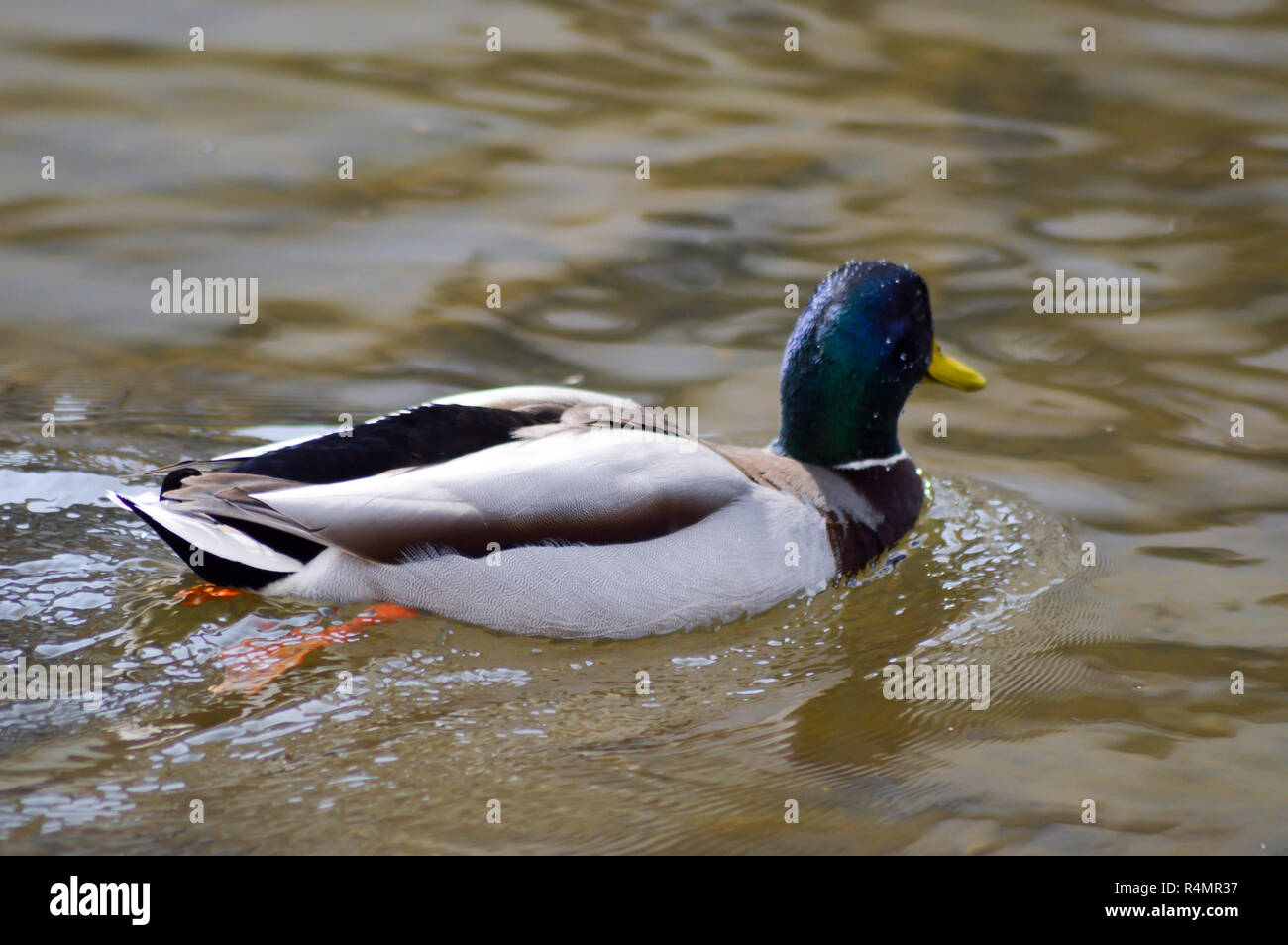 Pato con collar verde en un tanque de agua Fotografía de stock - Alamy