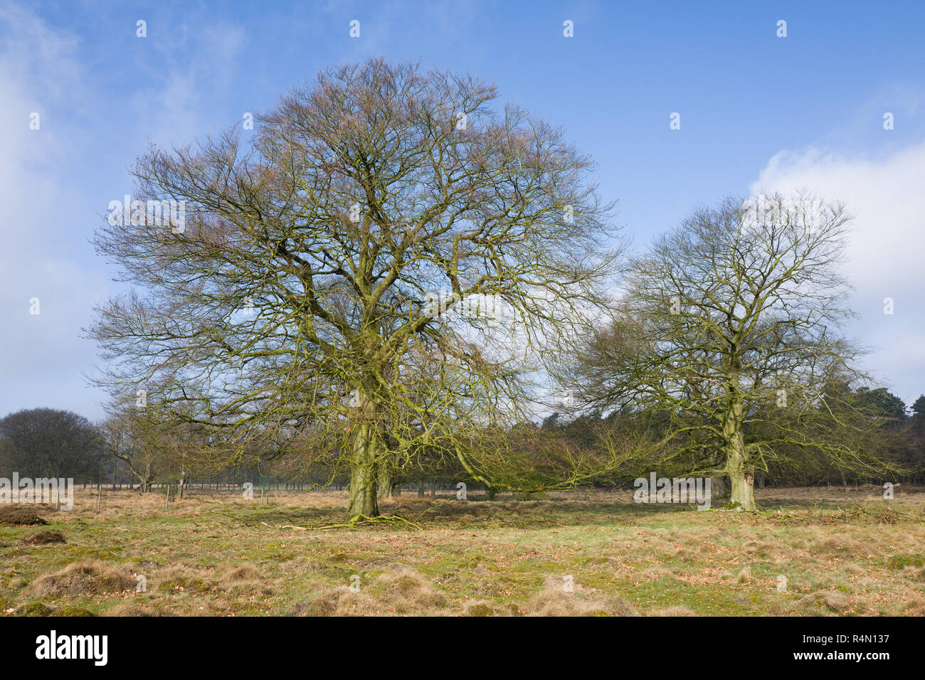 Árboles de roble en el Nationaal Park Hoge Veluwe, Países Bajos. Foto de stock