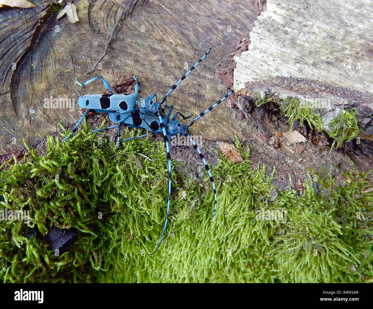 Alpine longhorn beetle (Rosalia alpina), un escarabajo europeo protegido Foto de stock