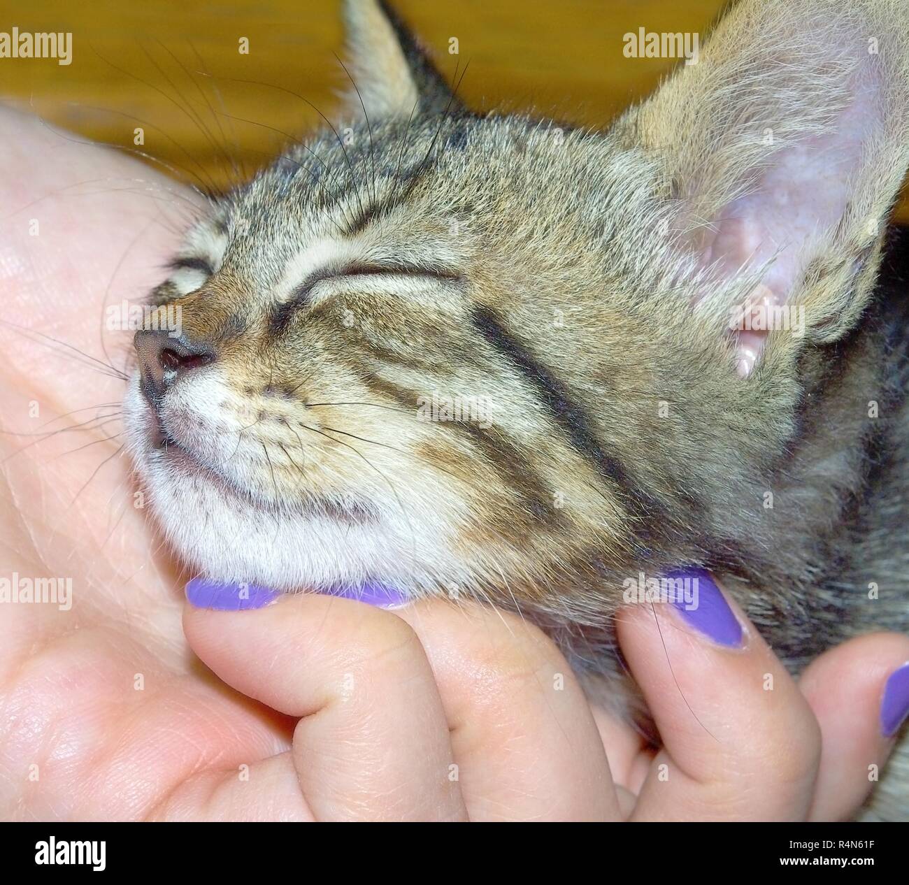 Mujer mano acariciar un gato joven Foto de stock