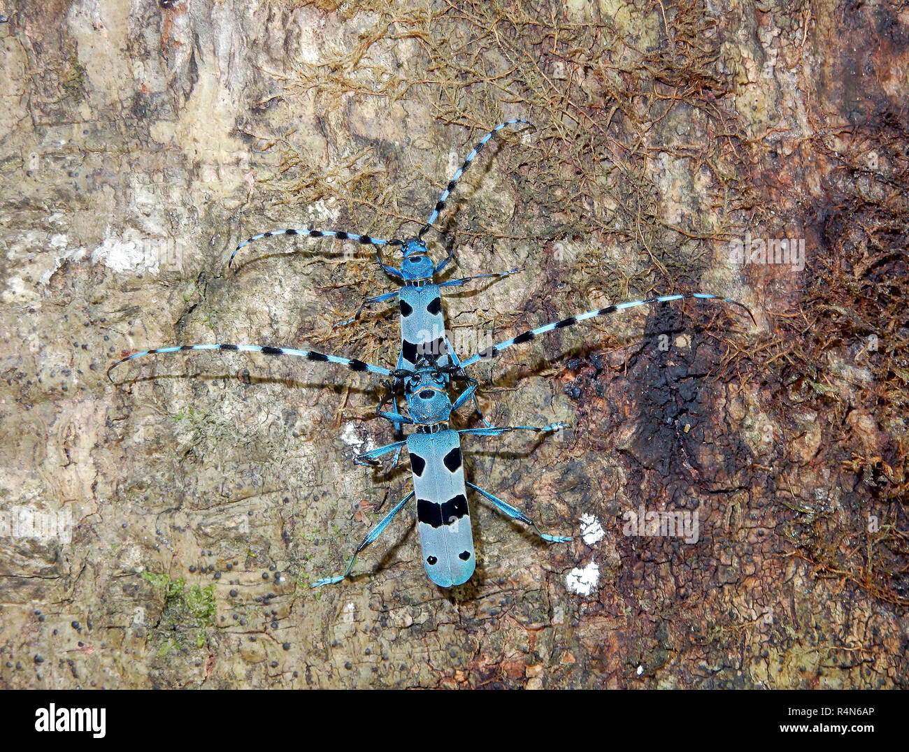 Alpine longhorn beetle (Rosalia alpina), un escarabajo europeo protegido Foto de stock