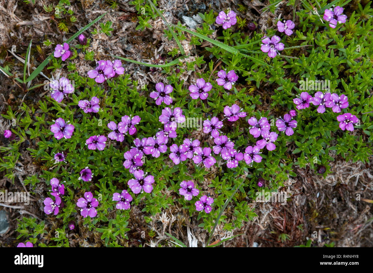 Moss Campion (Silene acaulis) floración en una meseta en Escocia Foto de stock