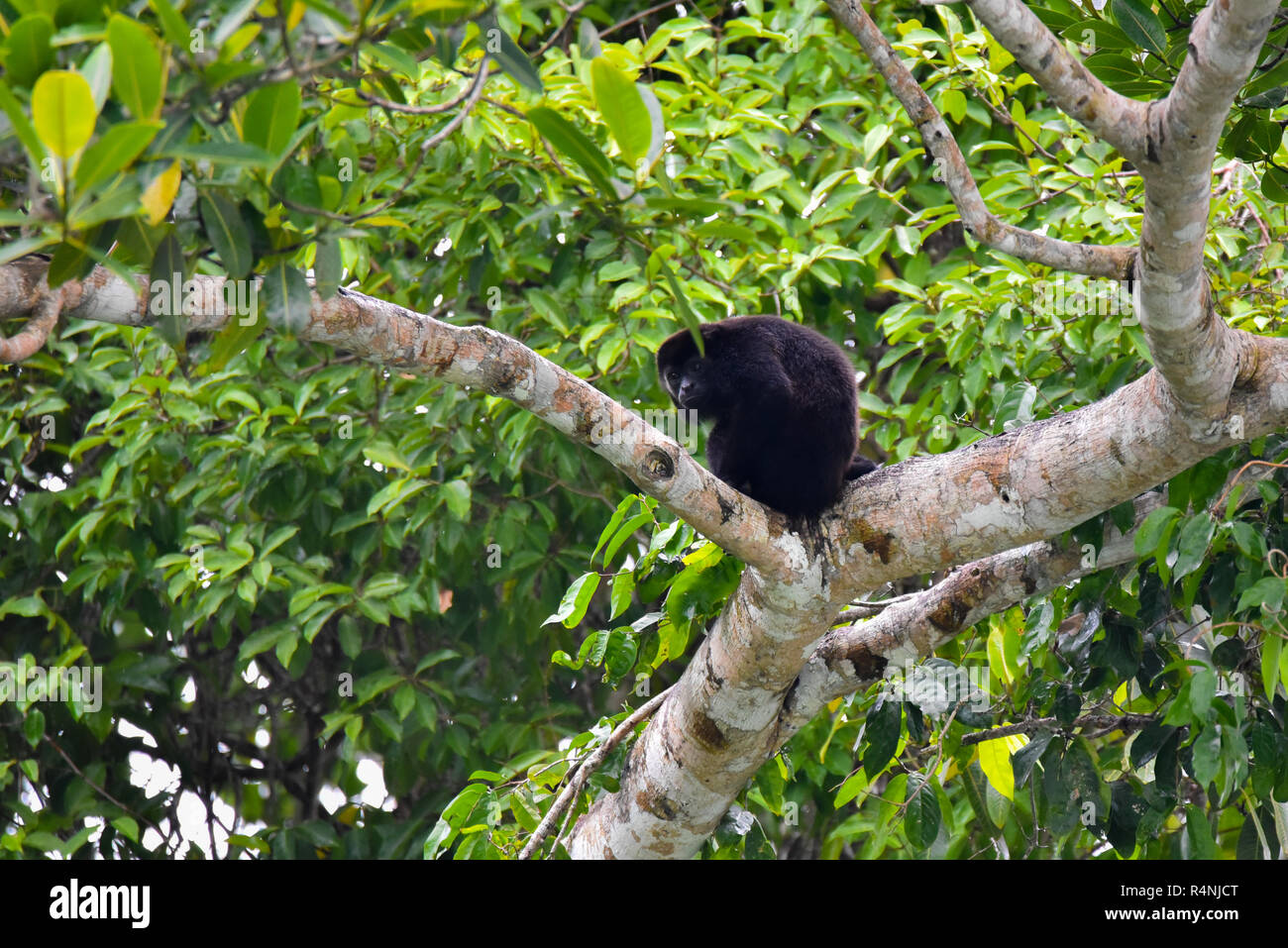 Mono aullador negro, género Alouatta monotípico en la subfamilia Alouattinae, uno de los más grandes de monos del Nuevo Mundo, descansa en una rama en su hábitat. Foto de stock