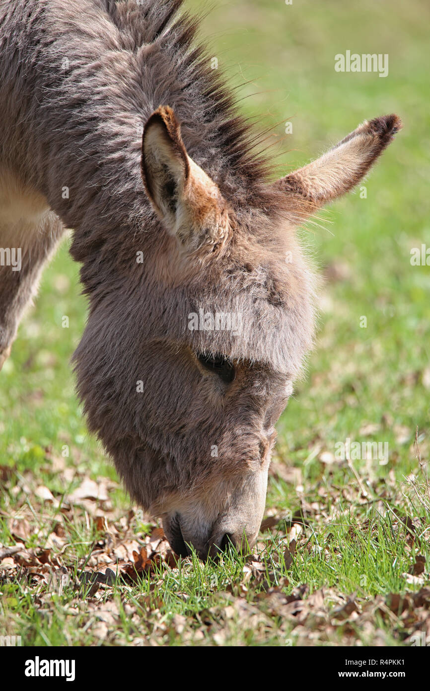 Estudio cabeza pastoreo burro Equus africanus asinus Foto de stock