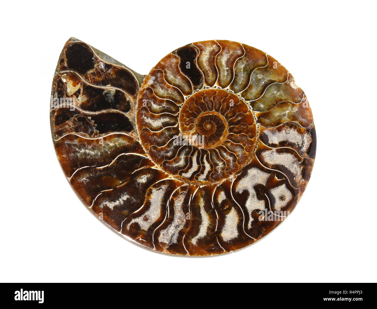 Conchas fosilizadas de ammonites aislado sobre fondo blanco. Foto de stock