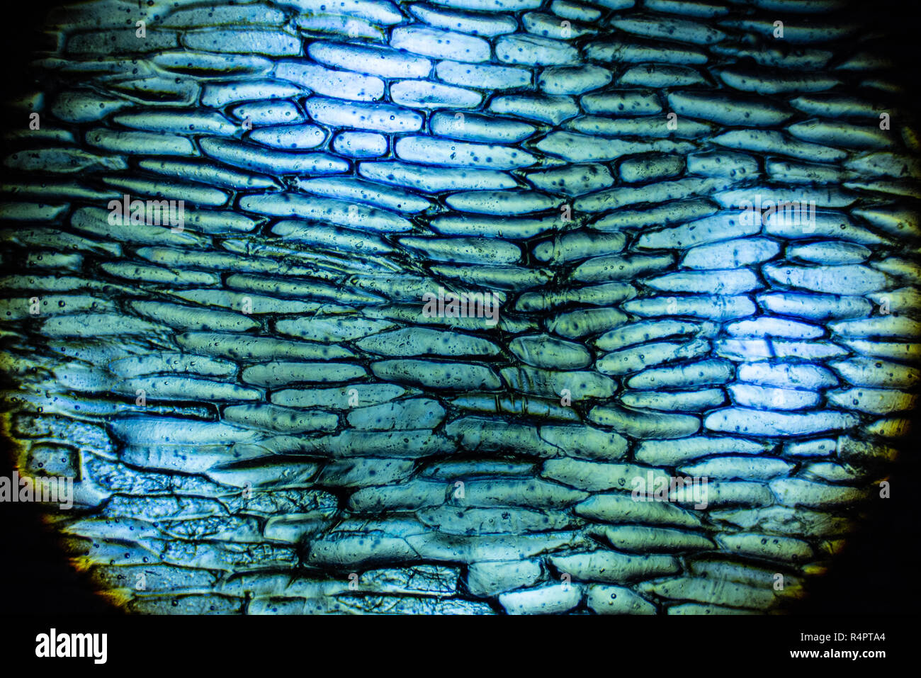 Cebolla las células bajo el microscopio. Foto de stock