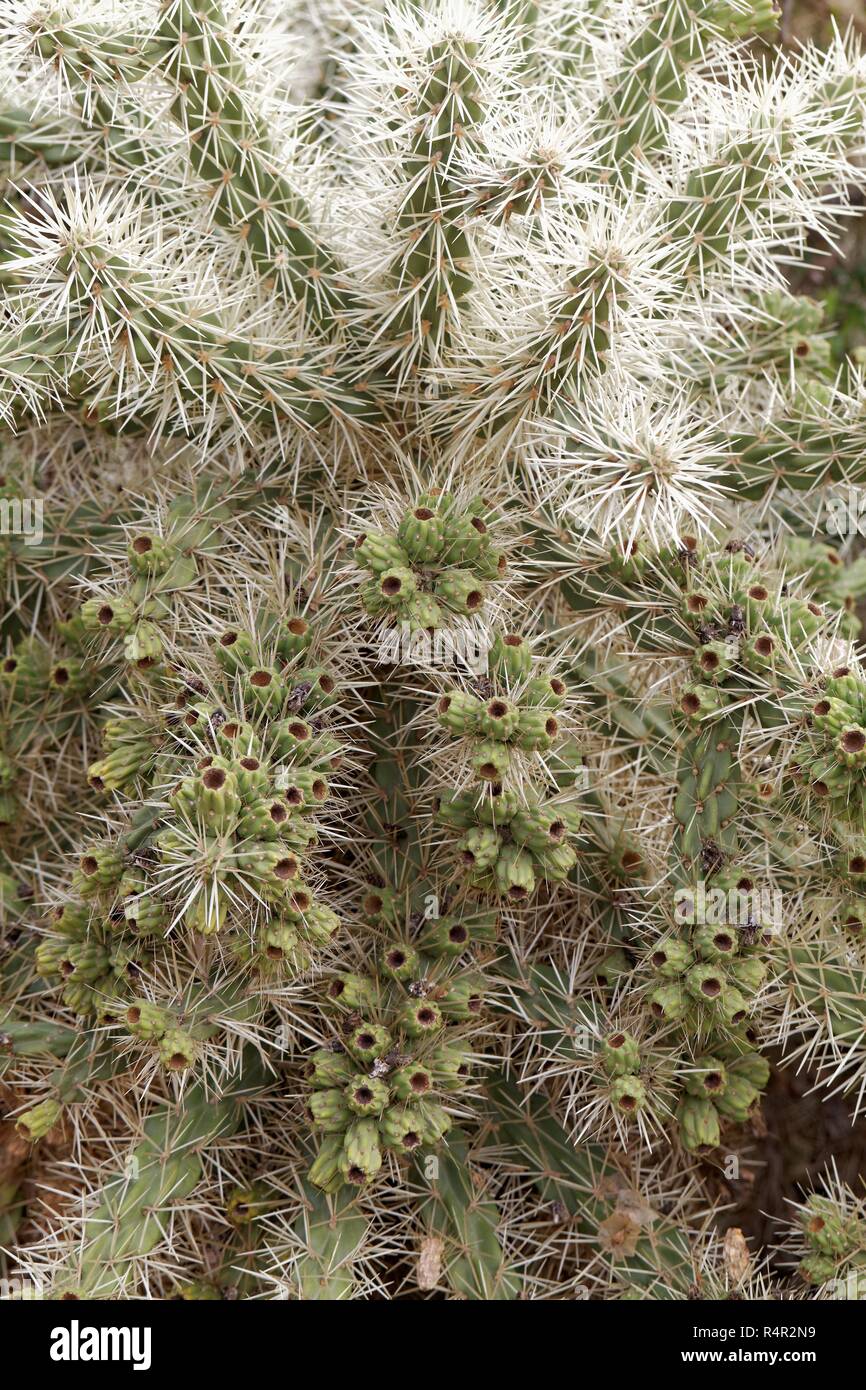 Cylindropuntia tunicata Foto de stock