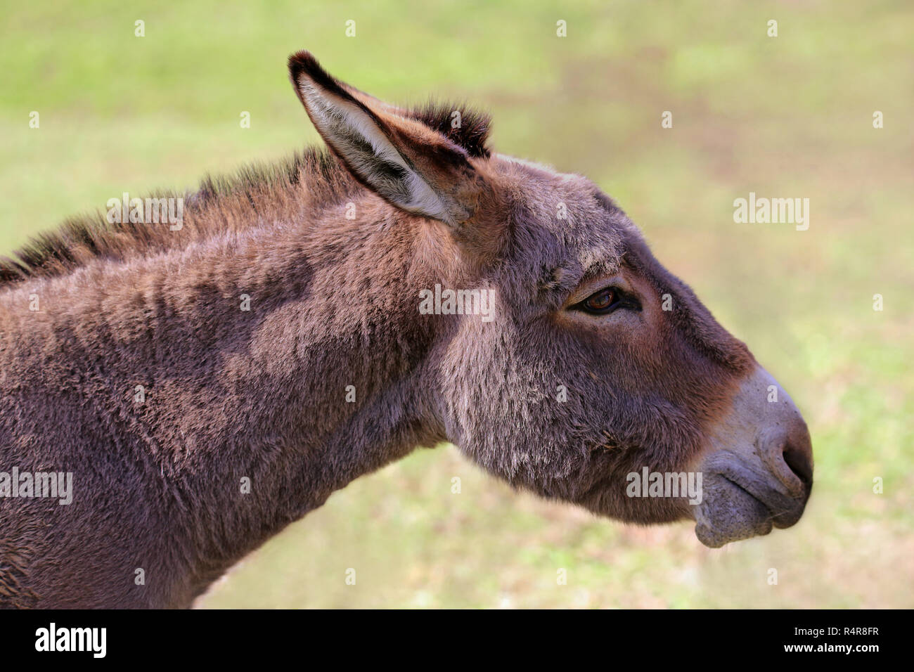 Retrato lirón Equus africanus asinus Foto de stock