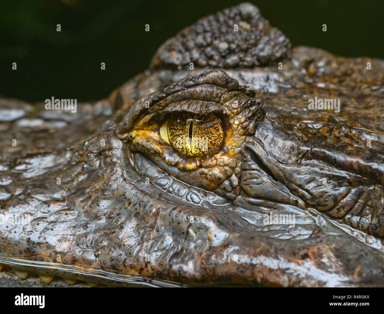 El caimán caimán caiman caiman crocodilus le costó a Rica América del Sur Foto de stock
