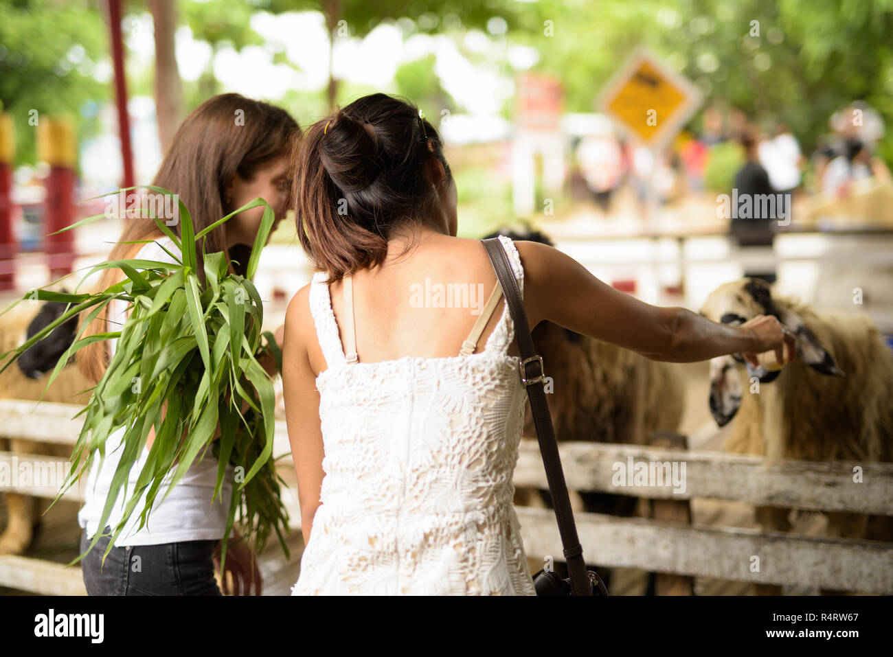 Dos jóvenes amigos mujer multiétnica alimentar las ovejas mientras hav Foto de stock