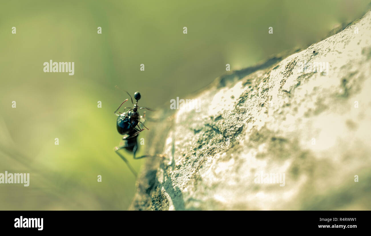 Lucha en la piedra entre una gran hormiga que atrapa su pequeña hormiga con sus mandíbulas y fondo verde Foto de stock