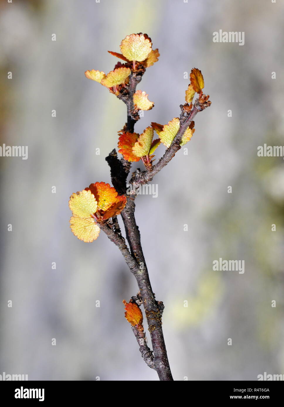 Abedul enano Betula nana en colores de otoño Foto de stock