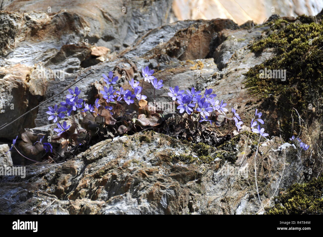 La anémona azul Hepatica nobilis Crece en una grieta Foto de stock