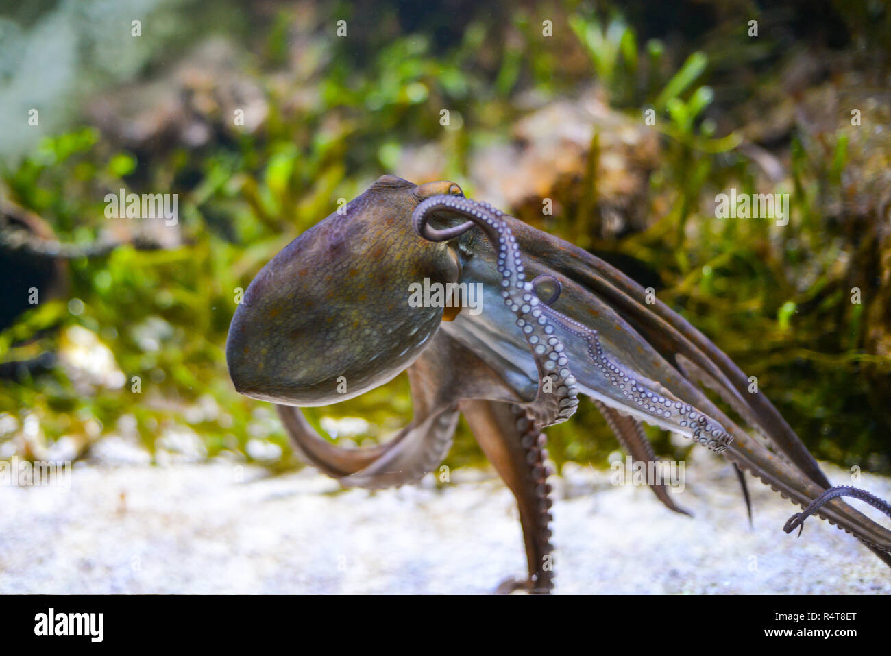 Pulpo en acción