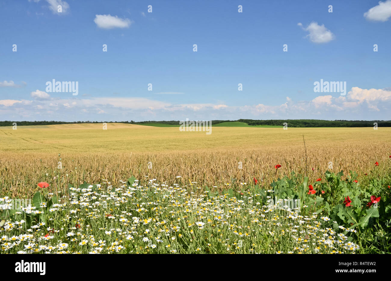 Campo de trigo maduro en Serbia Foto de stock