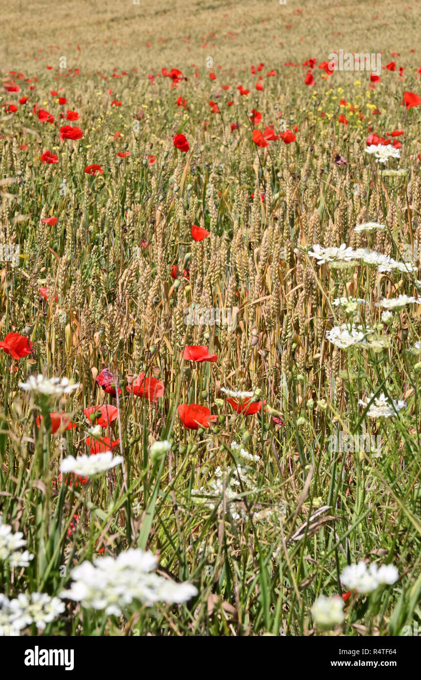Campo de trigo maduro en Serbia Foto de stock