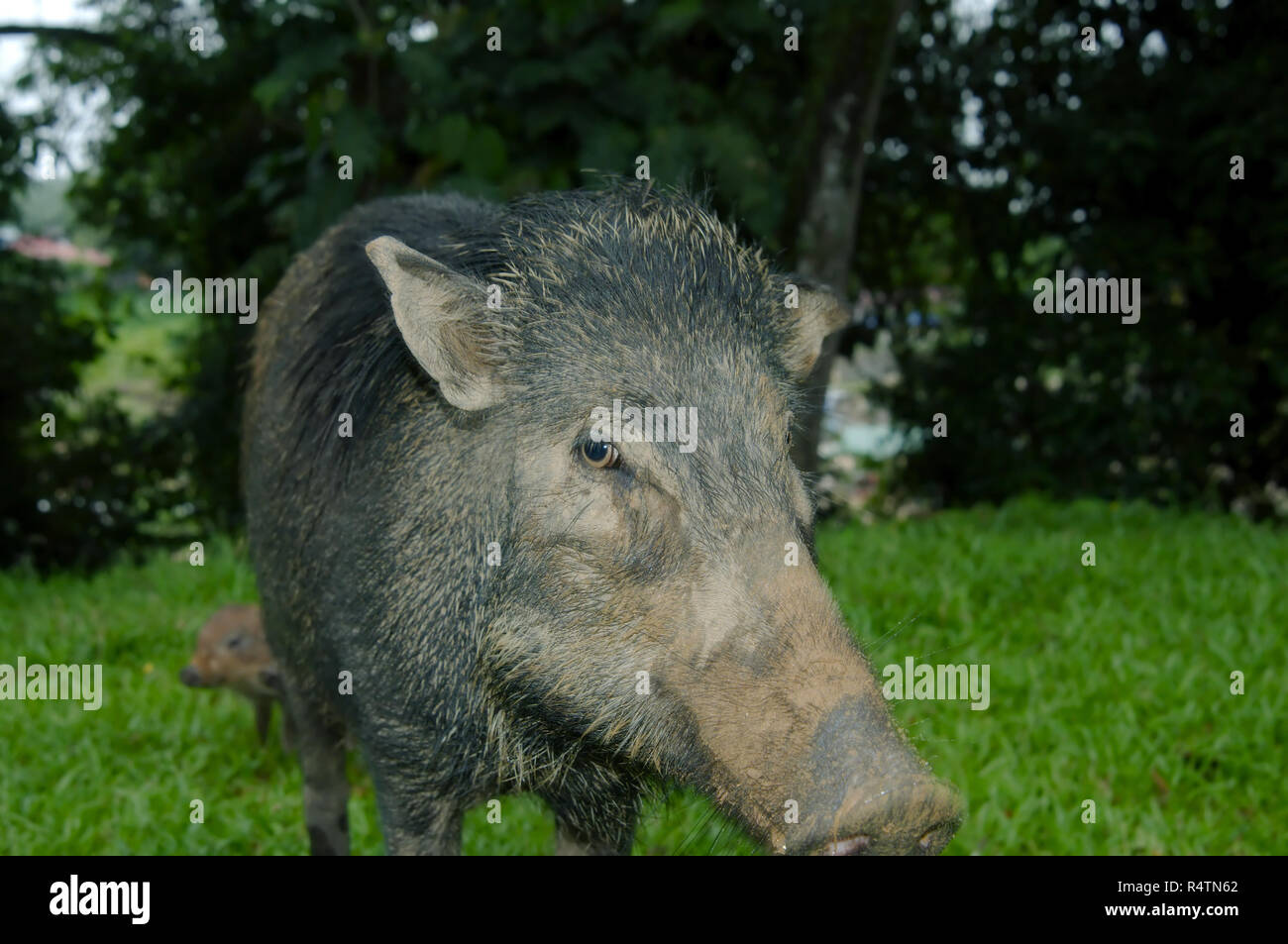 El jabalí salvaje, el cerdo o el cerdo salvaje euroasiático (Sus scrofa), el Parque Nacional de Taman Negara, Malasia Foto de stock