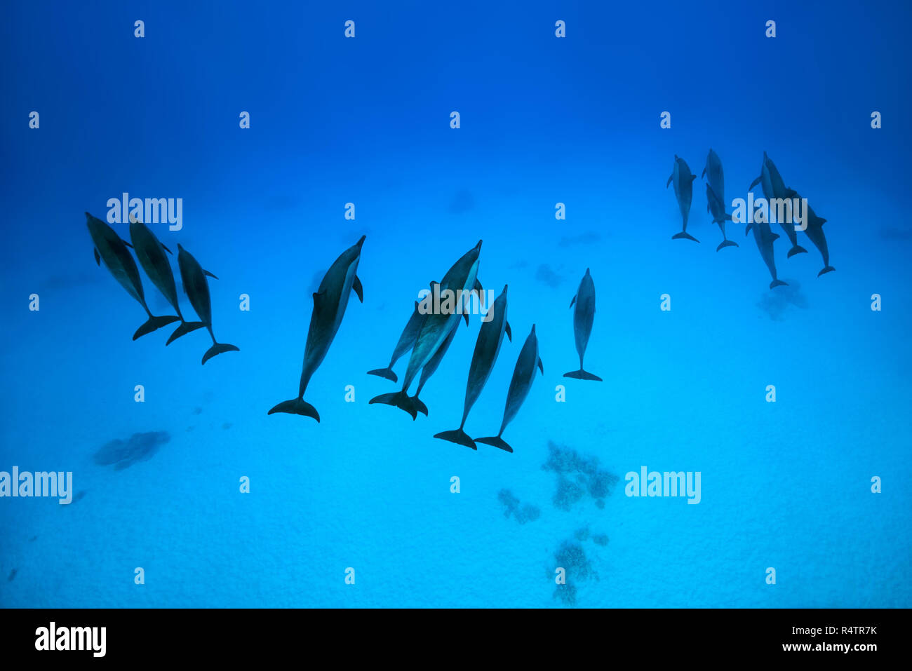 Existen tres grupos de delfines (Stenella longirostris) nada sobre fondo de arena, Mar Rojo, Sataya Reef, Marsa Alam, Egipto Foto de stock