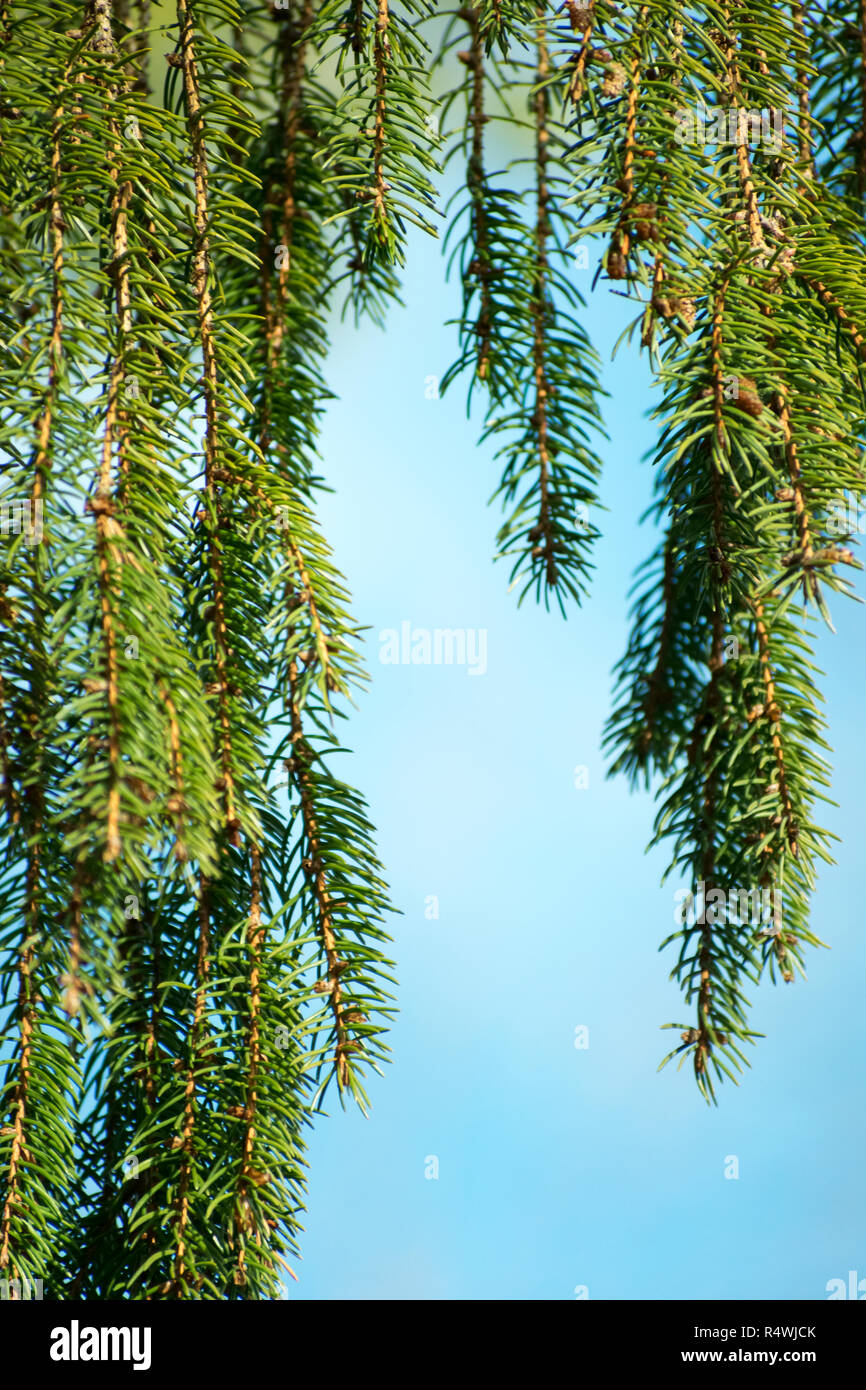 Evergreen Pino con ramas colgantes y el cielo azul de fondo Foto de stock