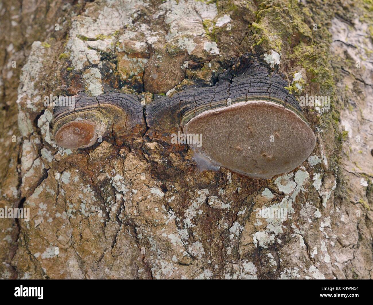 Aspen tronco rot / Falso yesca conk setas (Phellinus tremulae) órganos de fructificación del hongo visible en un viejo árbol de álamos (Populus tremula), tronco, Estonia Foto de stock
