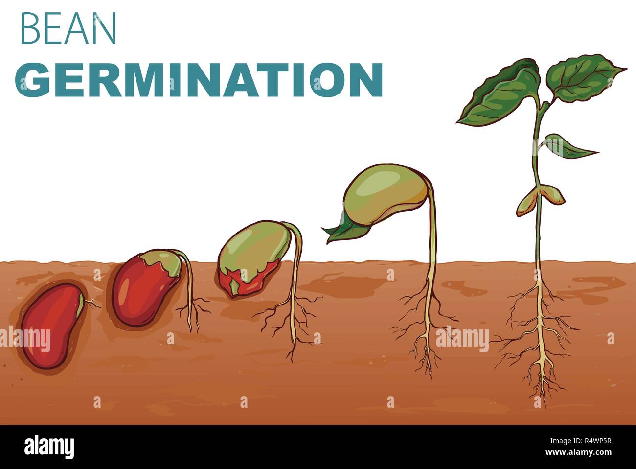 frijol semilla germinación en etapas planta crecimiento pasos. infografia  de el planta de semillero desarrollo proceso 34751423 Vector en Vecteezy