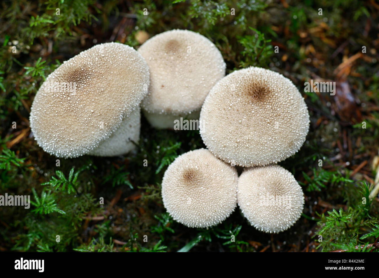 Lycoperdon perlatum, popularmente conocido como el común puffball, warted puffball, gem-studded puffball, o la caja de rapé del diablo Foto de stock