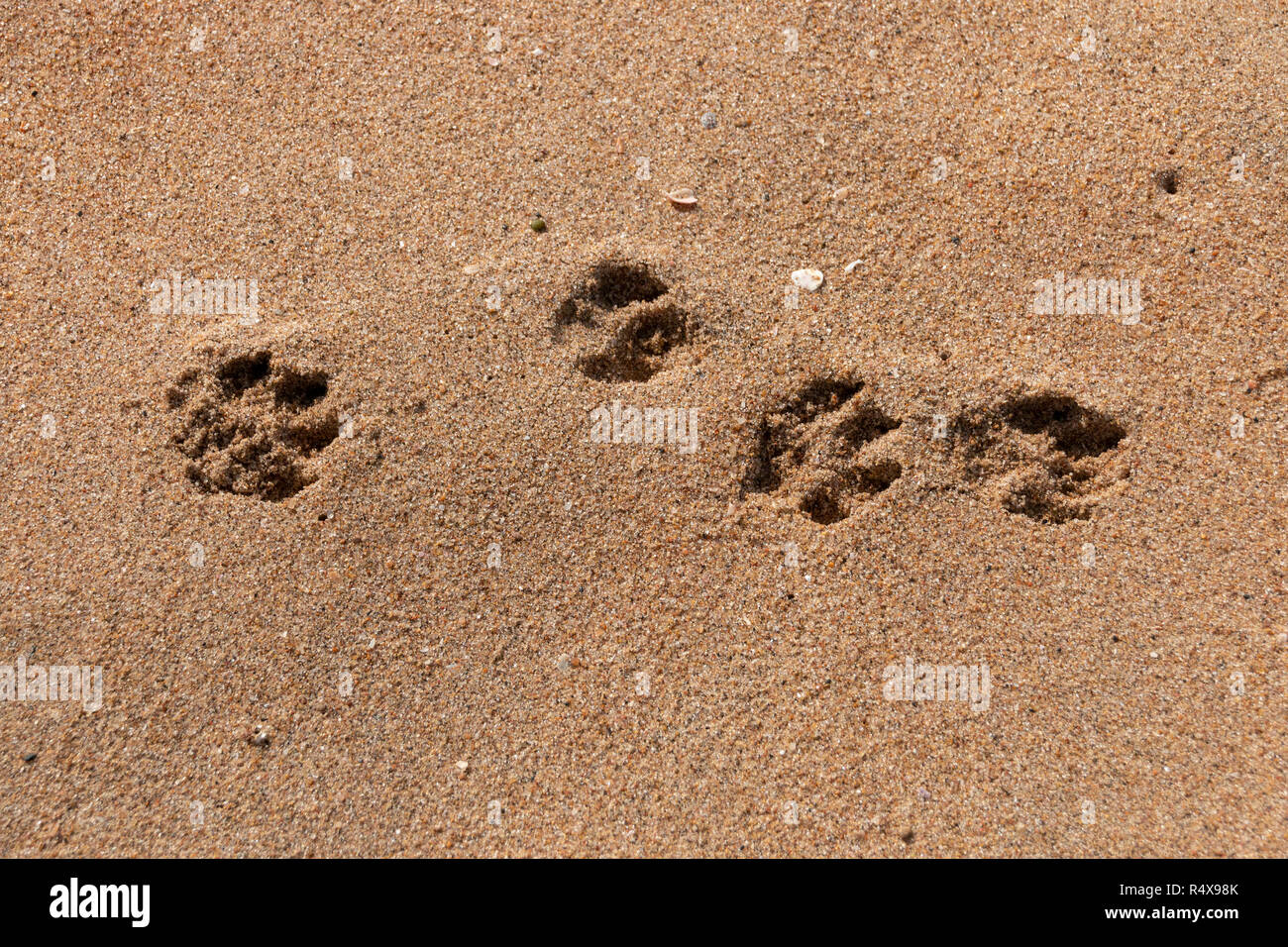 Una vista de cerca de cuatro perros paws imprime en la arena de la playa en un día soleado de verano Foto de stock