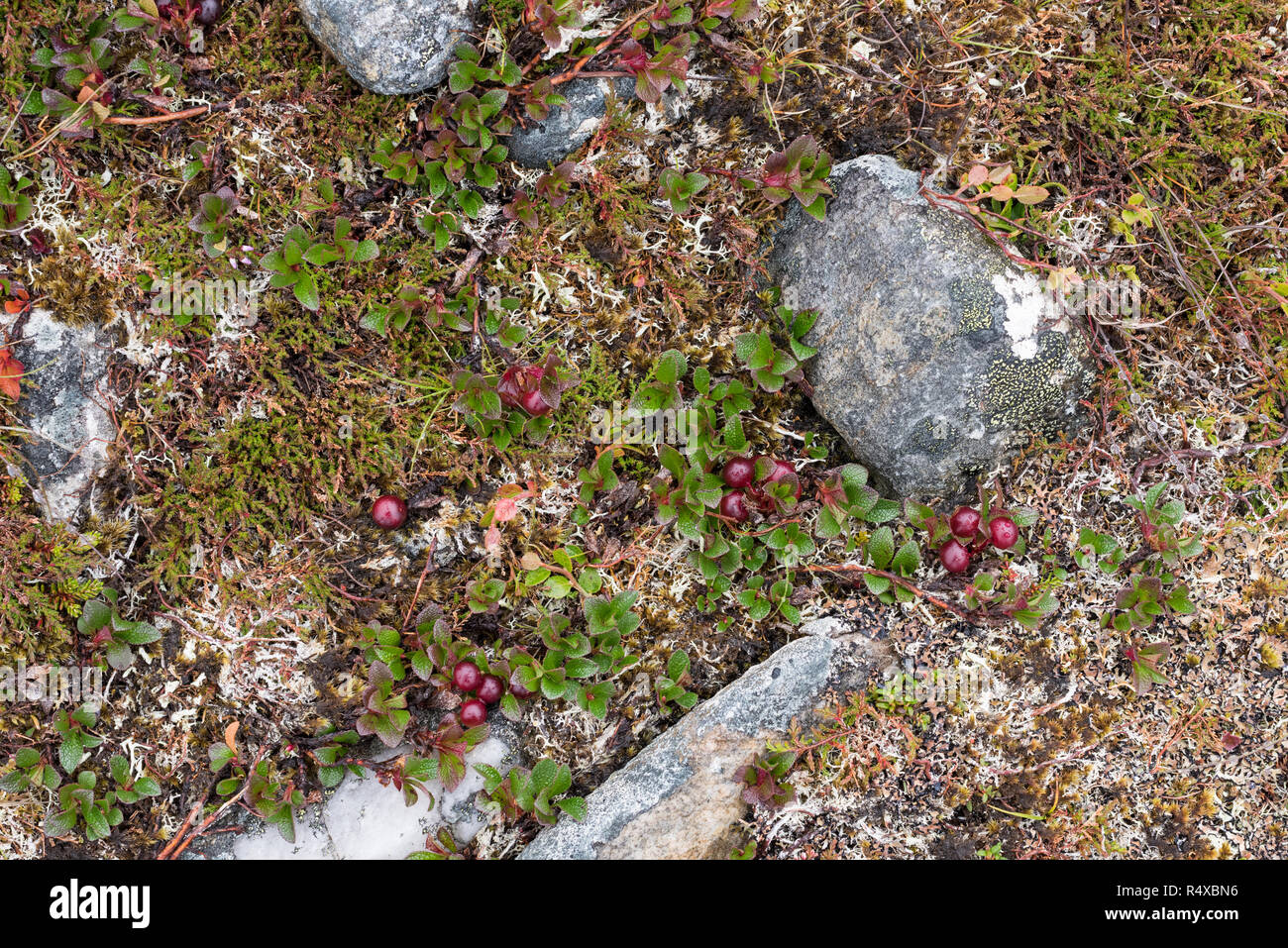 Alpine gayuba (Arctostaphylos alpinus) en bosques montanos heath en Escocia Foto de stock