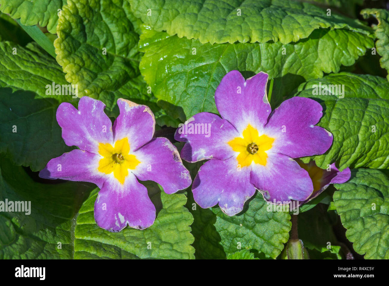Onagra común / Inglés primrose (Primula vulgaris / Primula acaulis) en flor, Islas Shetland (Escocia, Reino Unido) Foto de stock