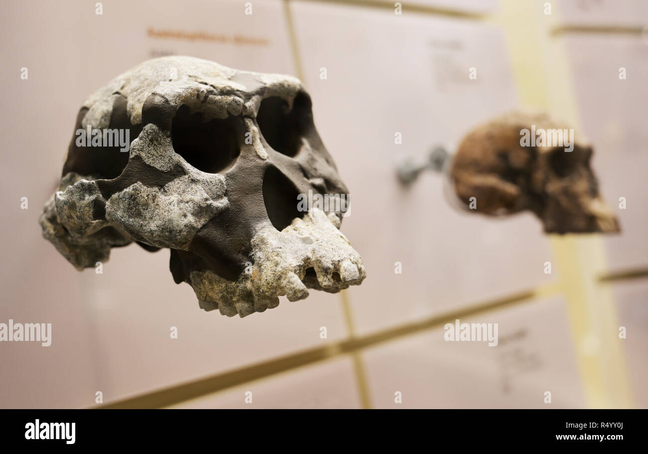 Australopithecus afarensis cráneo, Hadar, Etiopía, 3 millones de años Homo habilis cráneo en segundo plano. Foto de stock