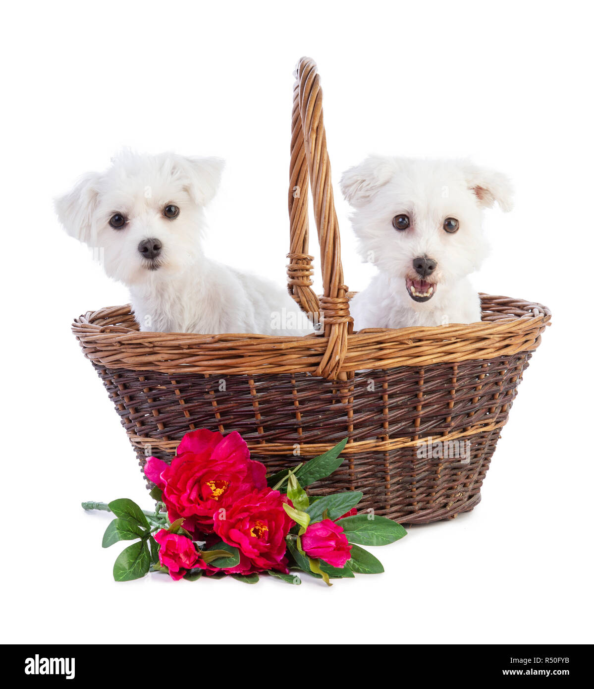 Coton de Tulear y Bichón Maltés en una canasta con flores sobre un