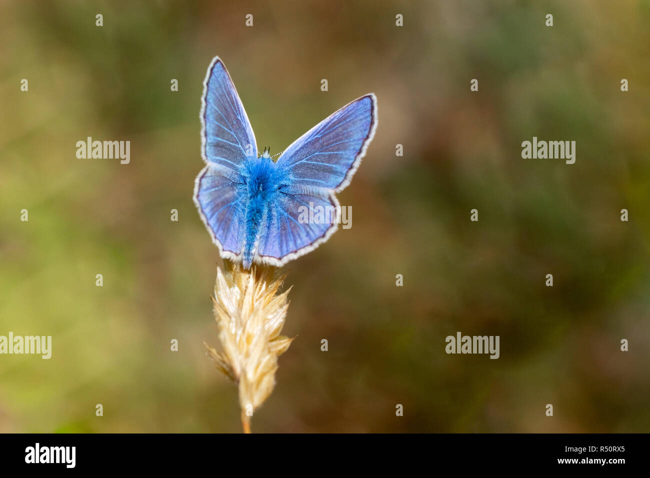 Mariposa Azul común (Polyommatus icarus) macho Foto de stock