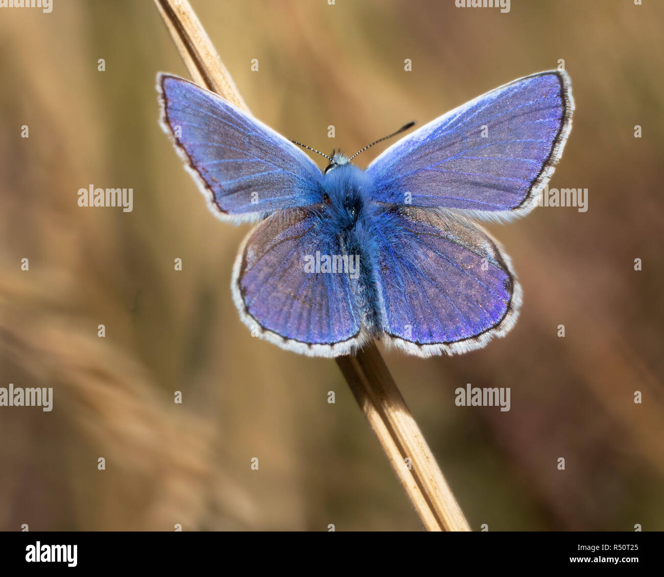 Mariposa Azul común (Polyommatus icarus) macho Foto de stock