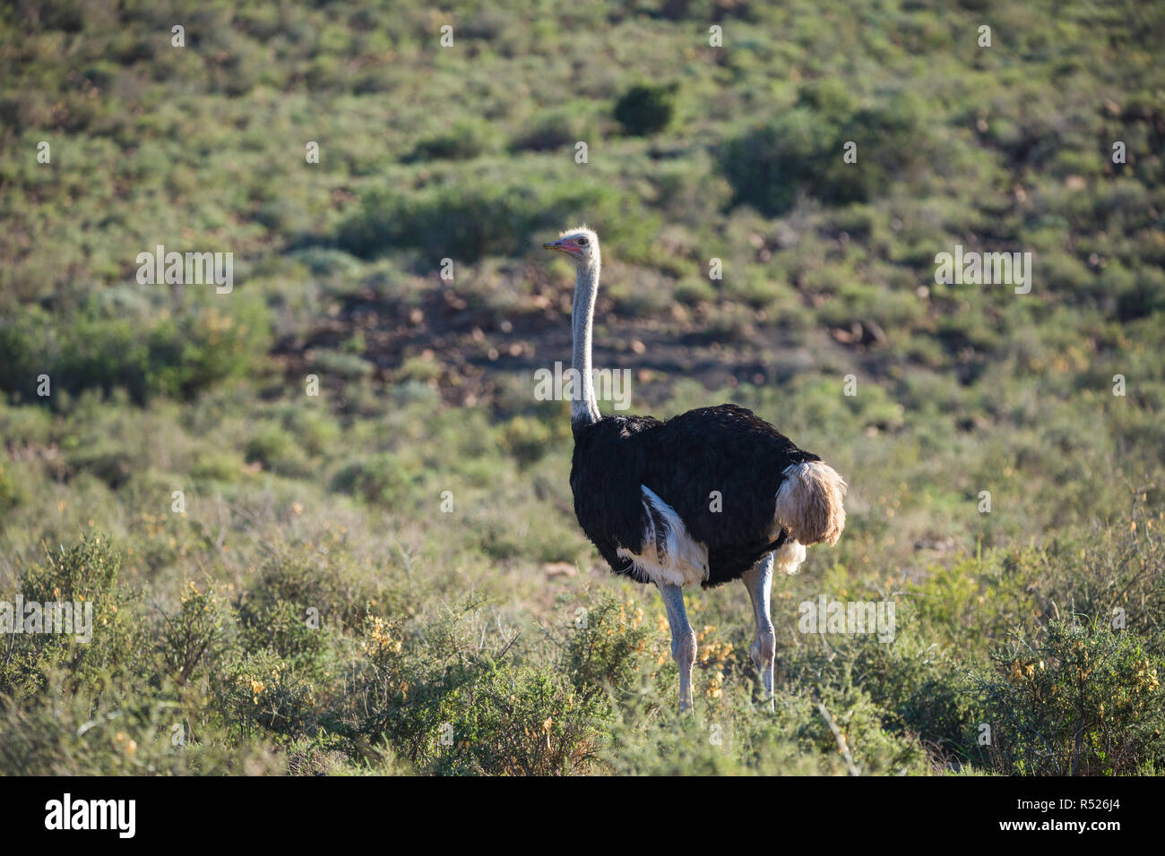 Macho de avestruz (Struthio camelus) en el perfil de pie en el medio silvestre en el Parque Nacional de Karoo, Sudáfrica Foto de stock