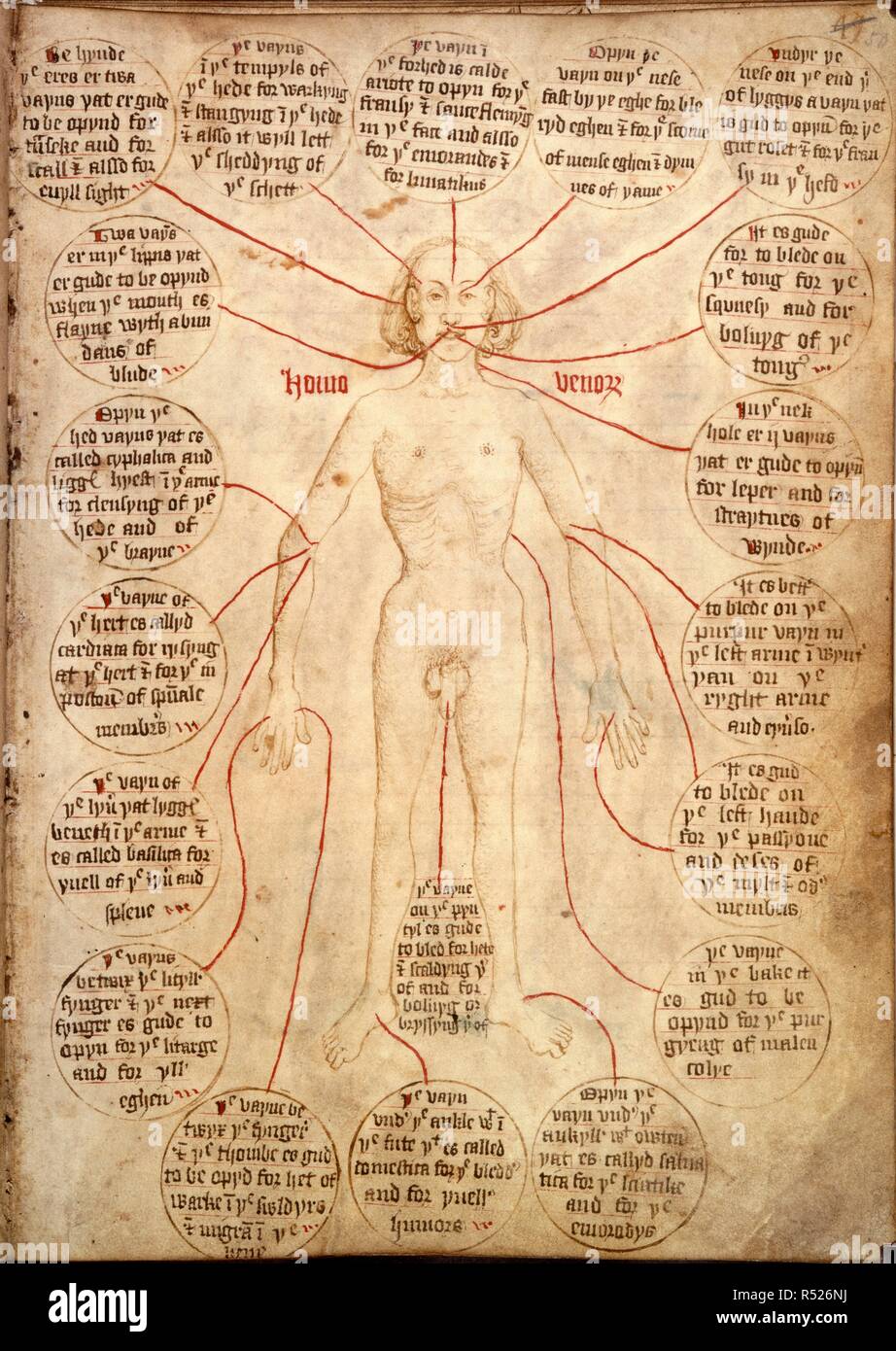 Vena o derramamiento de sangre Man. Libro del gremio de los CIRUJANOS BARBEROS de York. York, 1486, con adiciones en 1768. (Todo el folio) un diagrama anatómico de una figura masculina, con instrucciones para el sangrado en las venas diferentes. Imagen tomada del libro del gremio de los CIRUJANOS BARBEROS de York. Originalmente publicado/producida en York, 1486, con adiciones en 1768. . Fuente: Egerton 2572, f.50. Idioma: Inglés y Latín. Foto de stock
