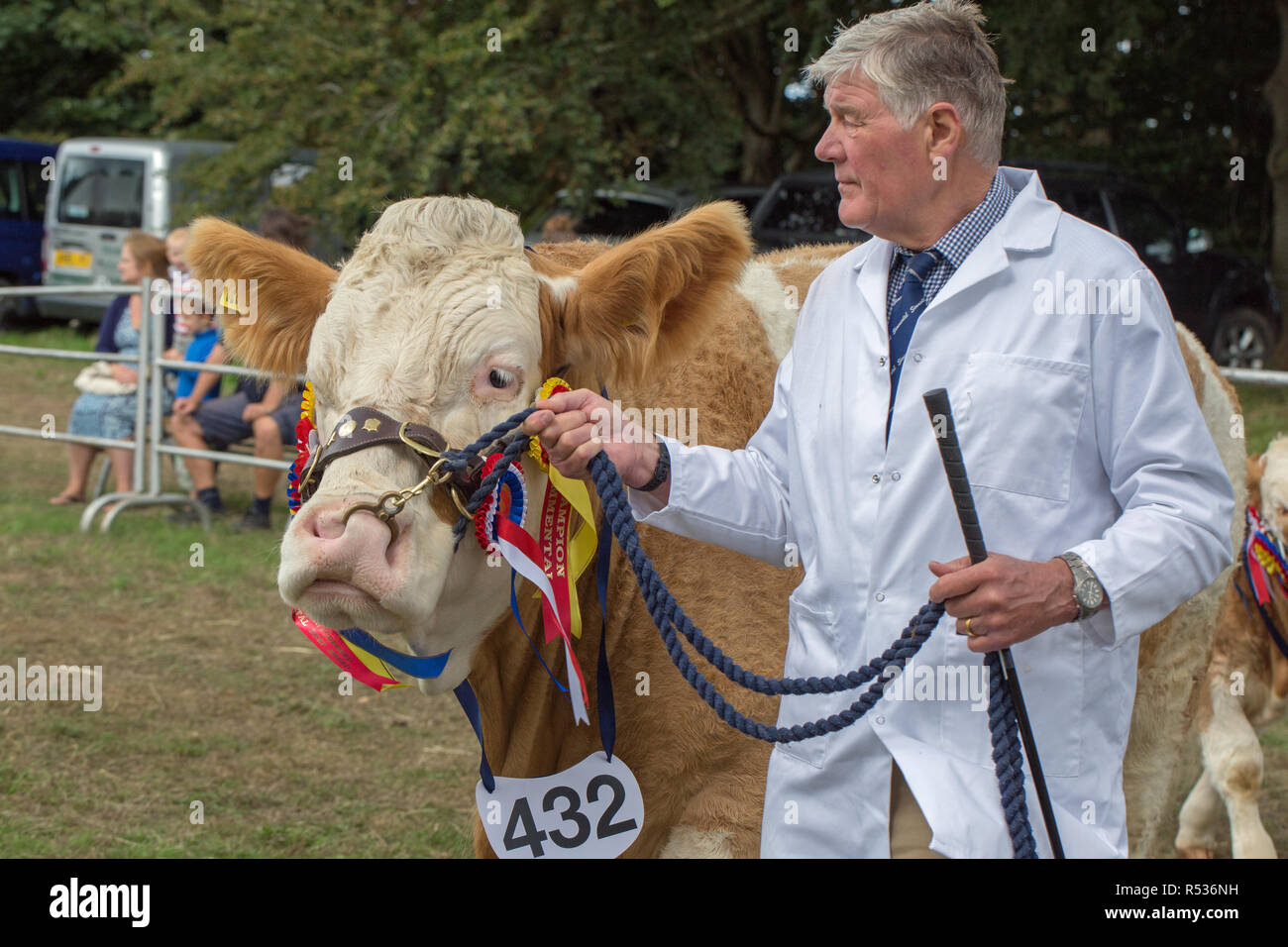 Celebración ​Stockman Simmental, ganador del Premio pedigrí vaca después de dejar el anillo para los fotógrafos. Aylsham Show. En Norfolk. Foto de stock