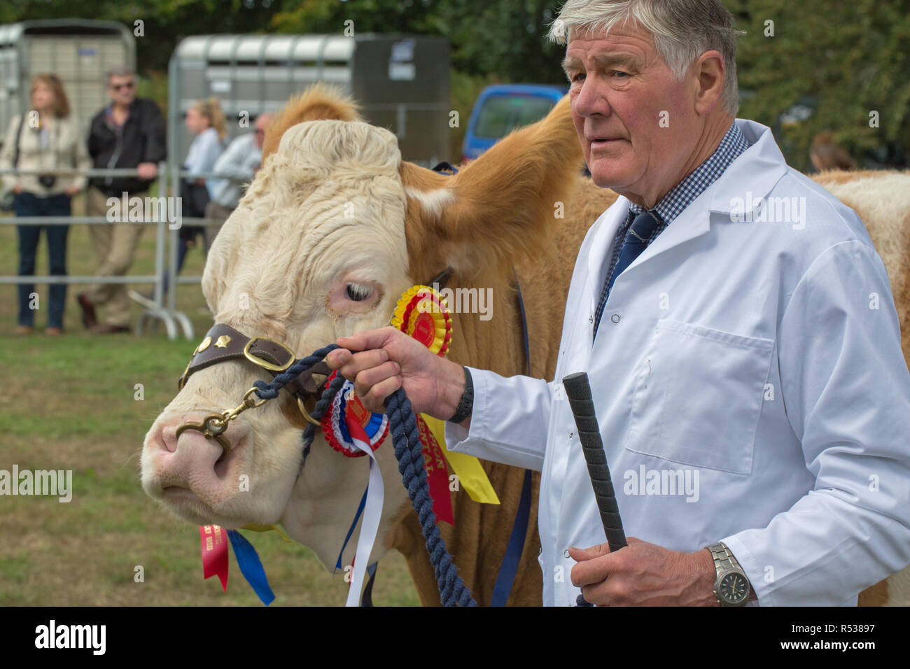 Stockman celebración Simmental, Premio pedigree winning​ vaca después de dejar el anillo para los fotógrafos. Aylsham Show. En Norfolk. Foto de stock