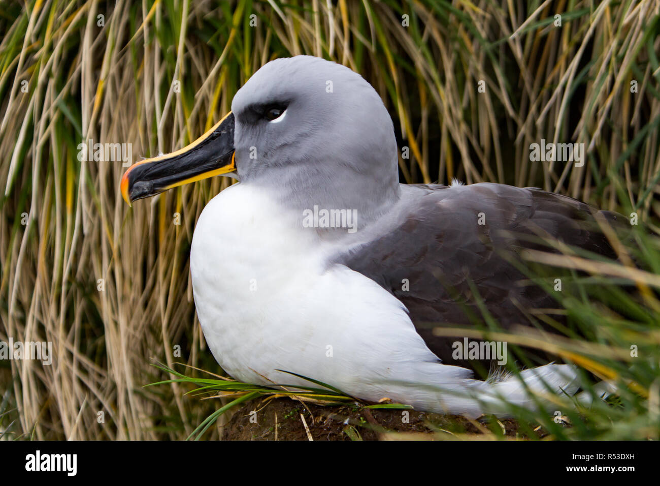 Albatros de cabeza gris sobre el nido en Elsehul bay, Isla Georgia del Sur Foto de stock