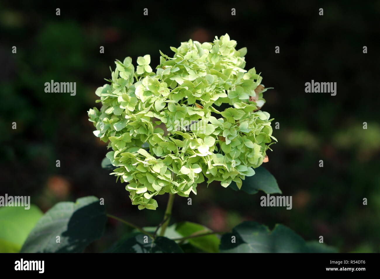 Hydrangea Hortensia o arbusto de jardín con montón de sigue formando la luz  verde de flores con pétalos puntiagudos rodeado con gruesas hojas de color  verde oscuro Fotografía de stock - Alamy