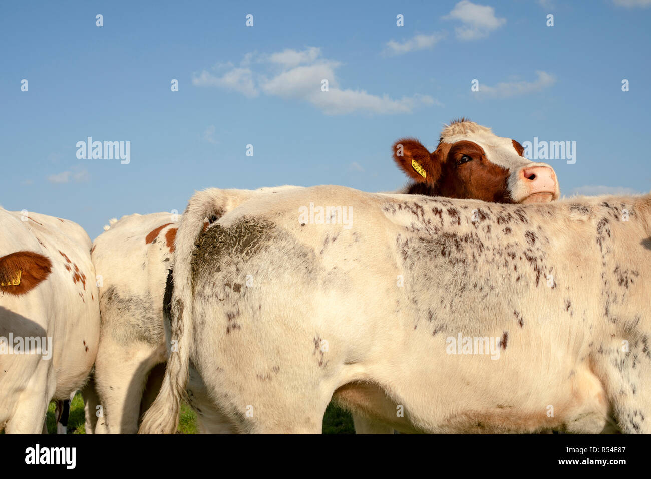 La vaca roja y blanca mirando hacia la parte posterior de otra vaca, cielo azul. Foto de stock