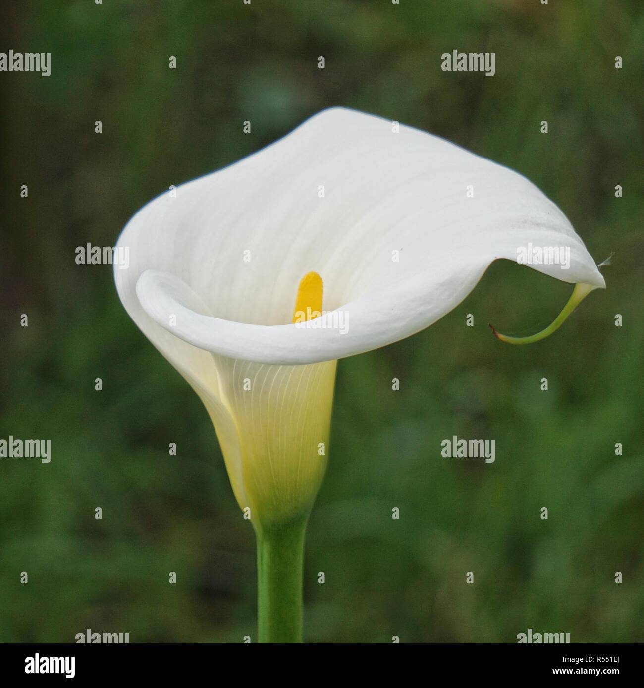 La Cala Blanca Flor Fotografía de stock - Alamy