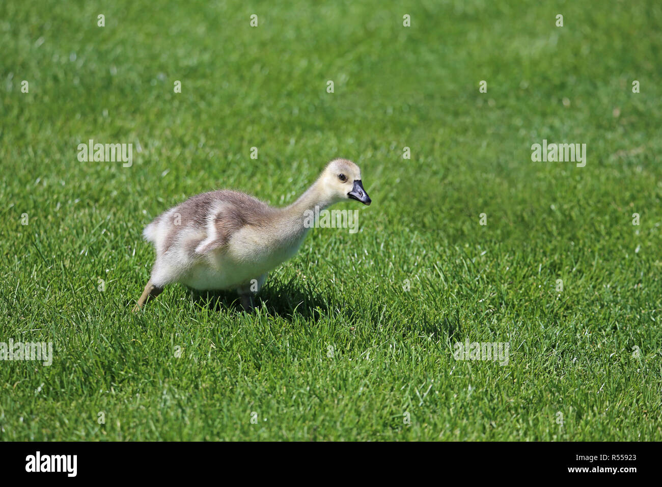 Chick de Canadá ganso branta canadensis Foto de stock