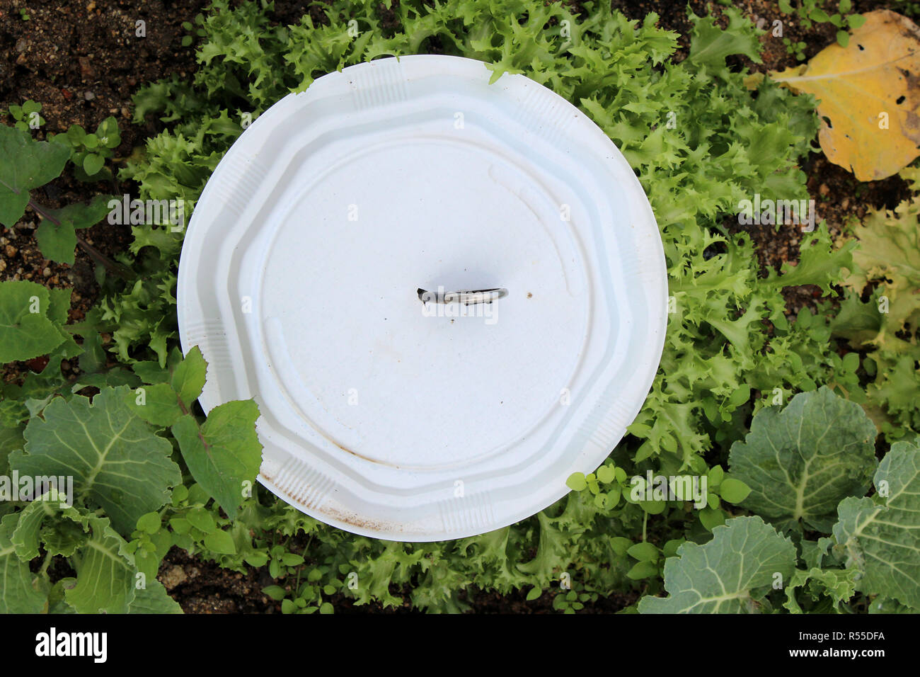 Plato desechable fotografías e imágenes de alta resolución - Alamy