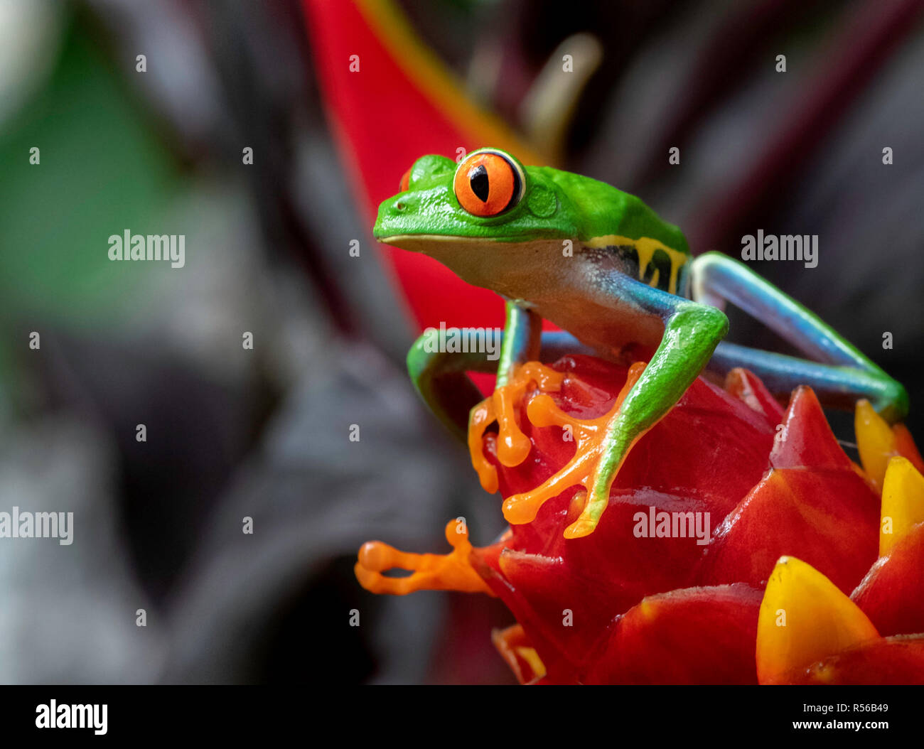 Red-eyed Tree Frog en Costa Rica Foto de stock