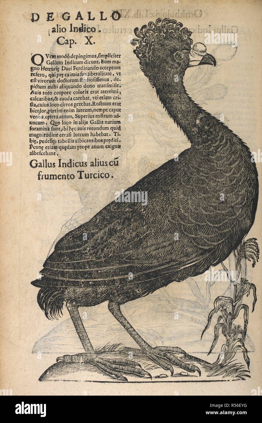 Un ave de cabeza frizzle. Vlyssis Aldrouandi ... ... Ornithologiae libri XII (XX), etc. [Con xilografías.]. Bononiae : Apud F. de Franciscis Senensem; N. I. B. Bellagambam Tebaldinum; 1599, 1634, 1603. Fuente: 459.b.2.(2), en la página 332. Autor: Ulisse Aldrovandi,. Foto de stock