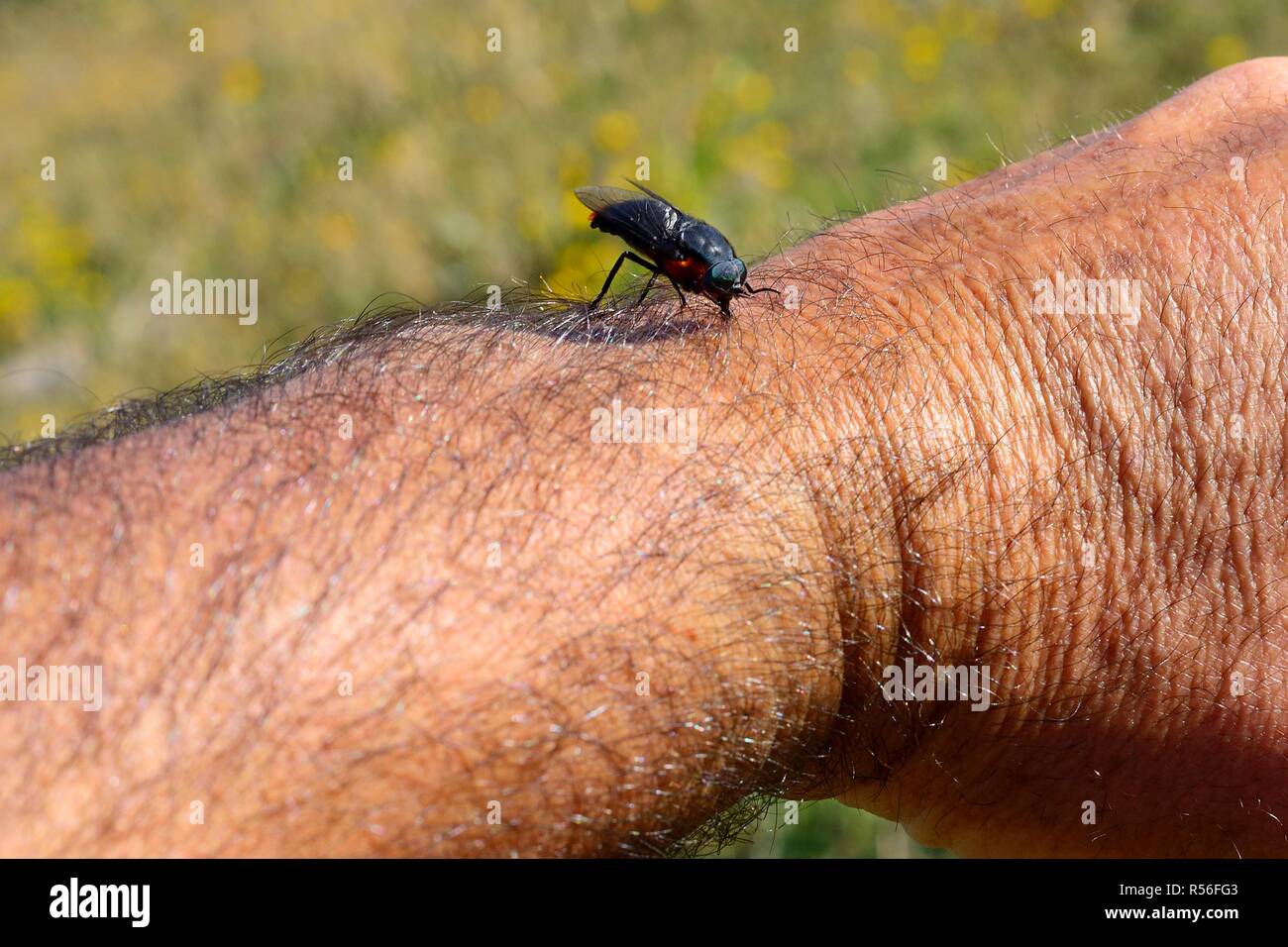 (Tábano Agelanius chilensis), sentado en el brazo, Chile Foto de stock