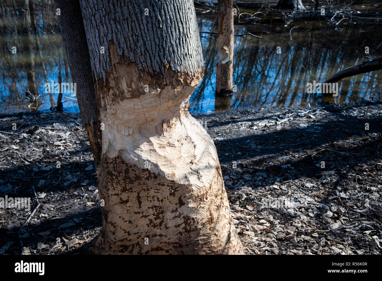 Árbol cortado por los castores en un parque Foto de stock